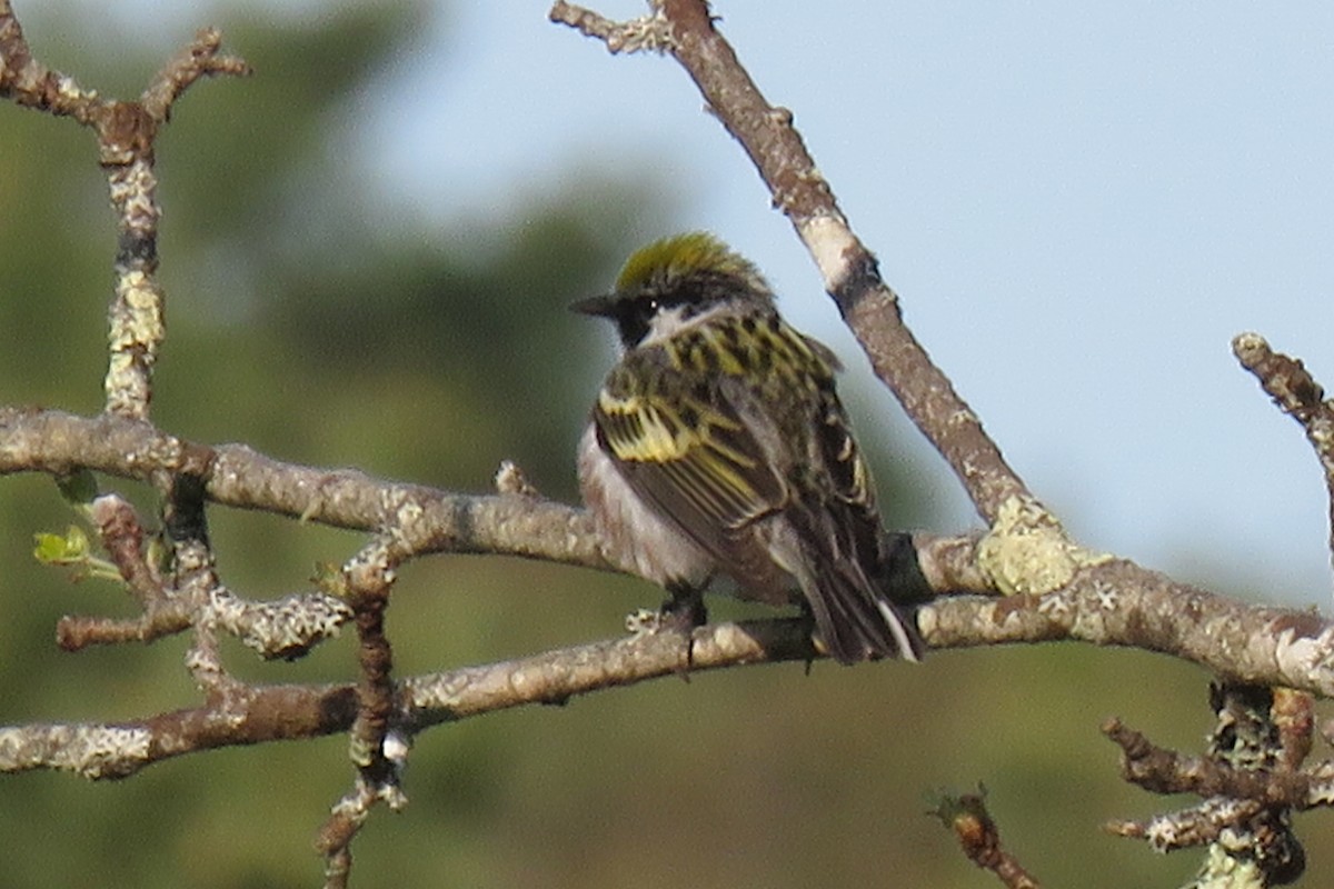 Gelbscheitel-Waldsänger - ML255134971