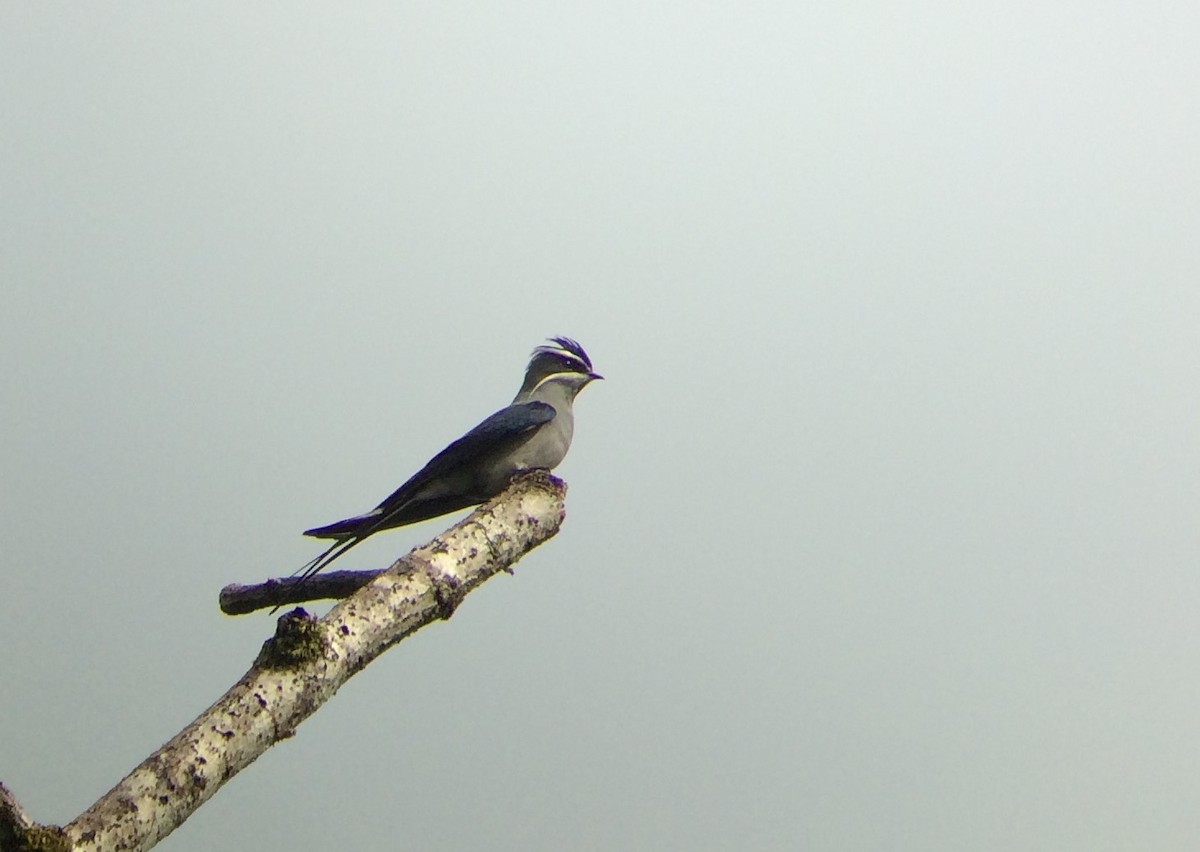 Moustached Treeswift - Keith Valentine