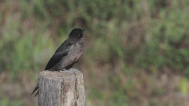 Lewis's Woodpecker - ML255135441