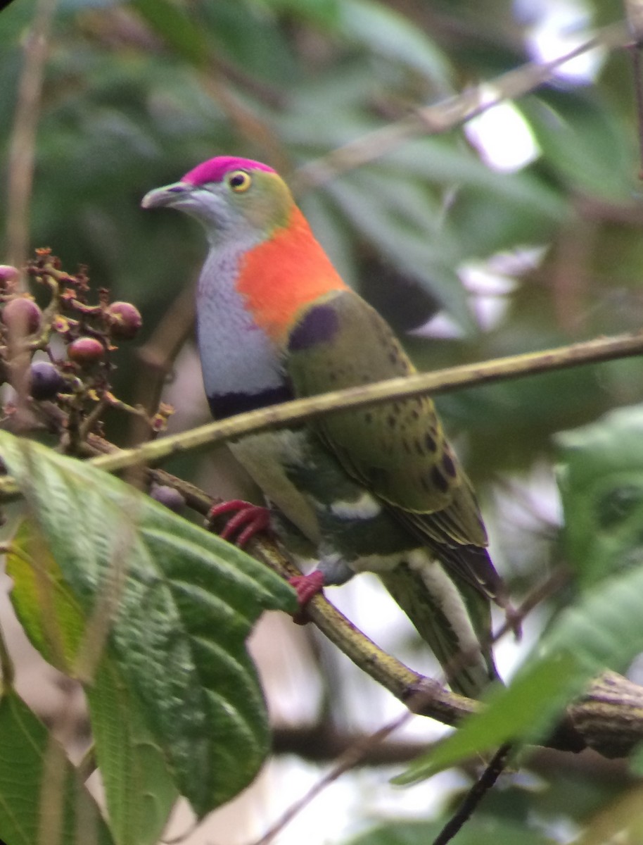 Superb Fruit-Dove - ML255137161