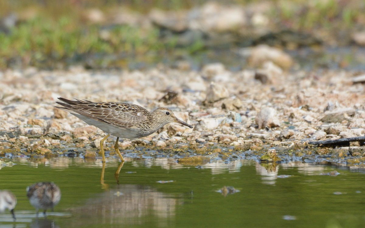 Pectoral Sandpiper - Luis Trinchan