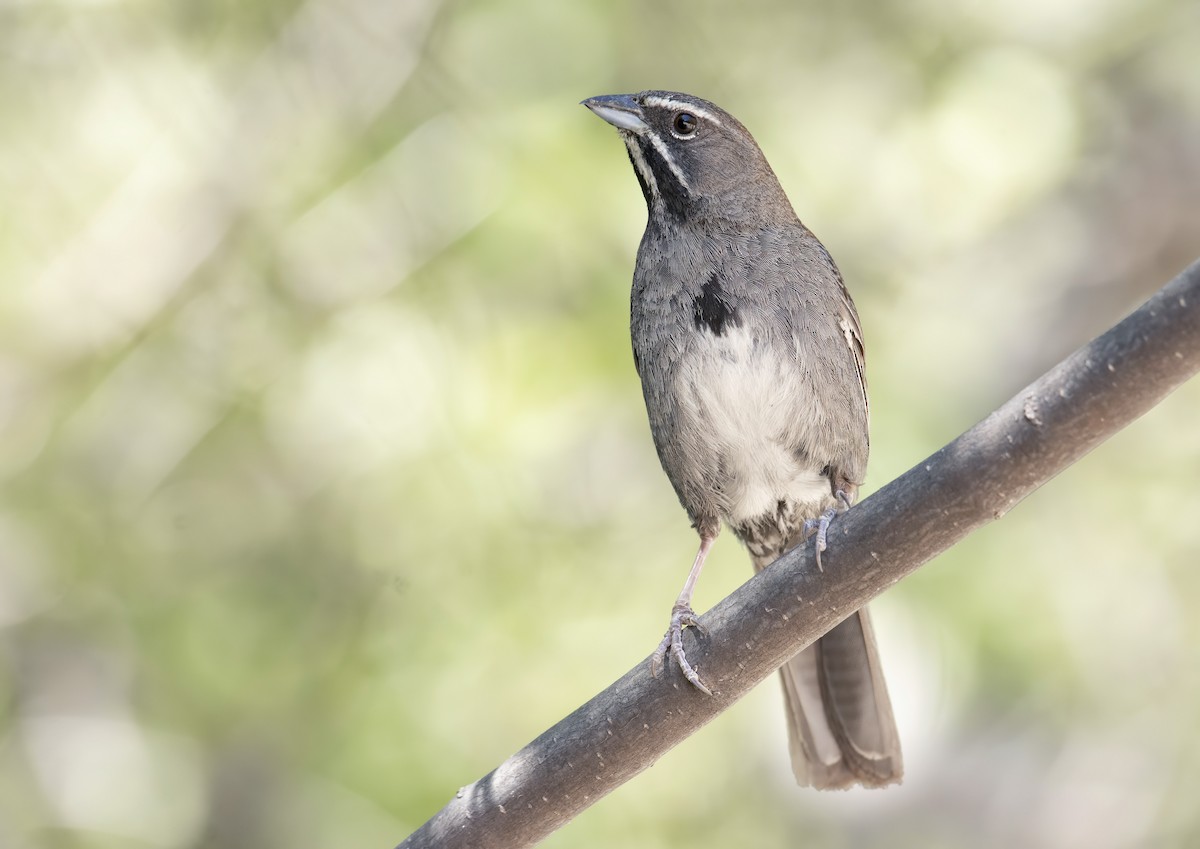 Five-striped Sparrow - ML255140211