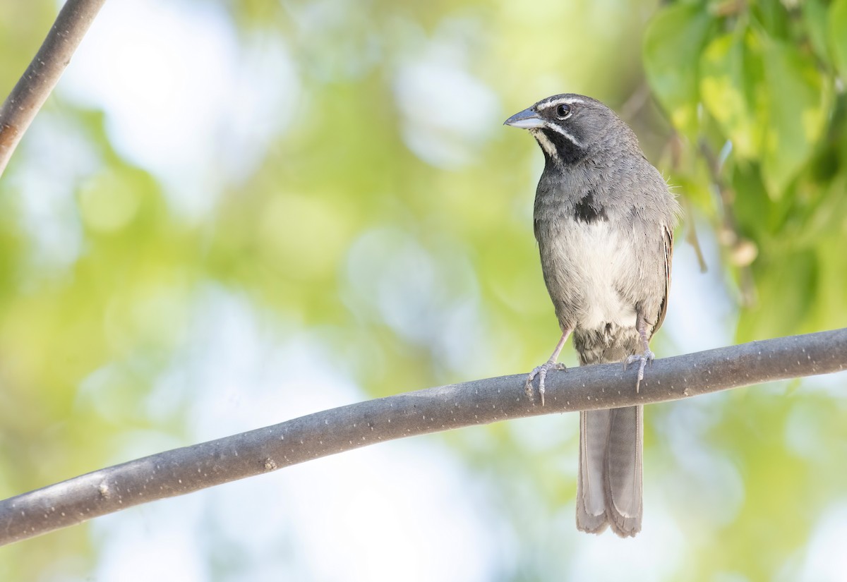 Five-striped Sparrow - ML255140221