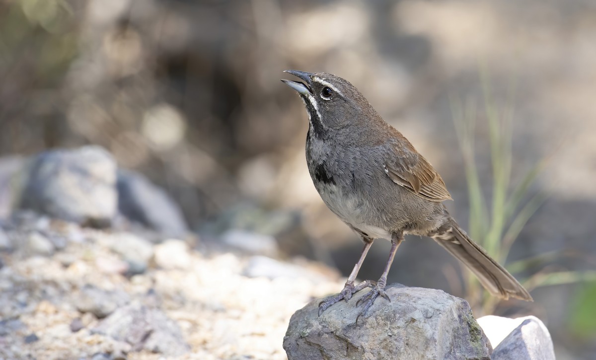 Five-striped Sparrow - ML255140261