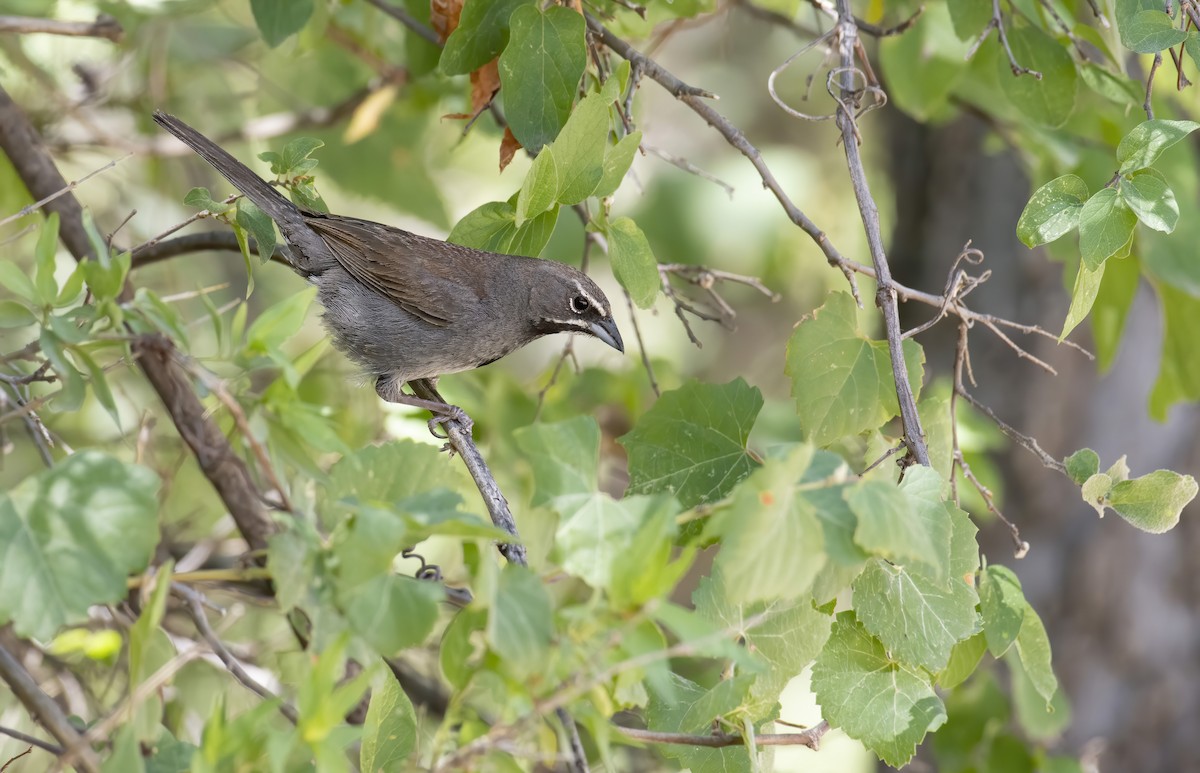 Five-striped Sparrow - ML255140301