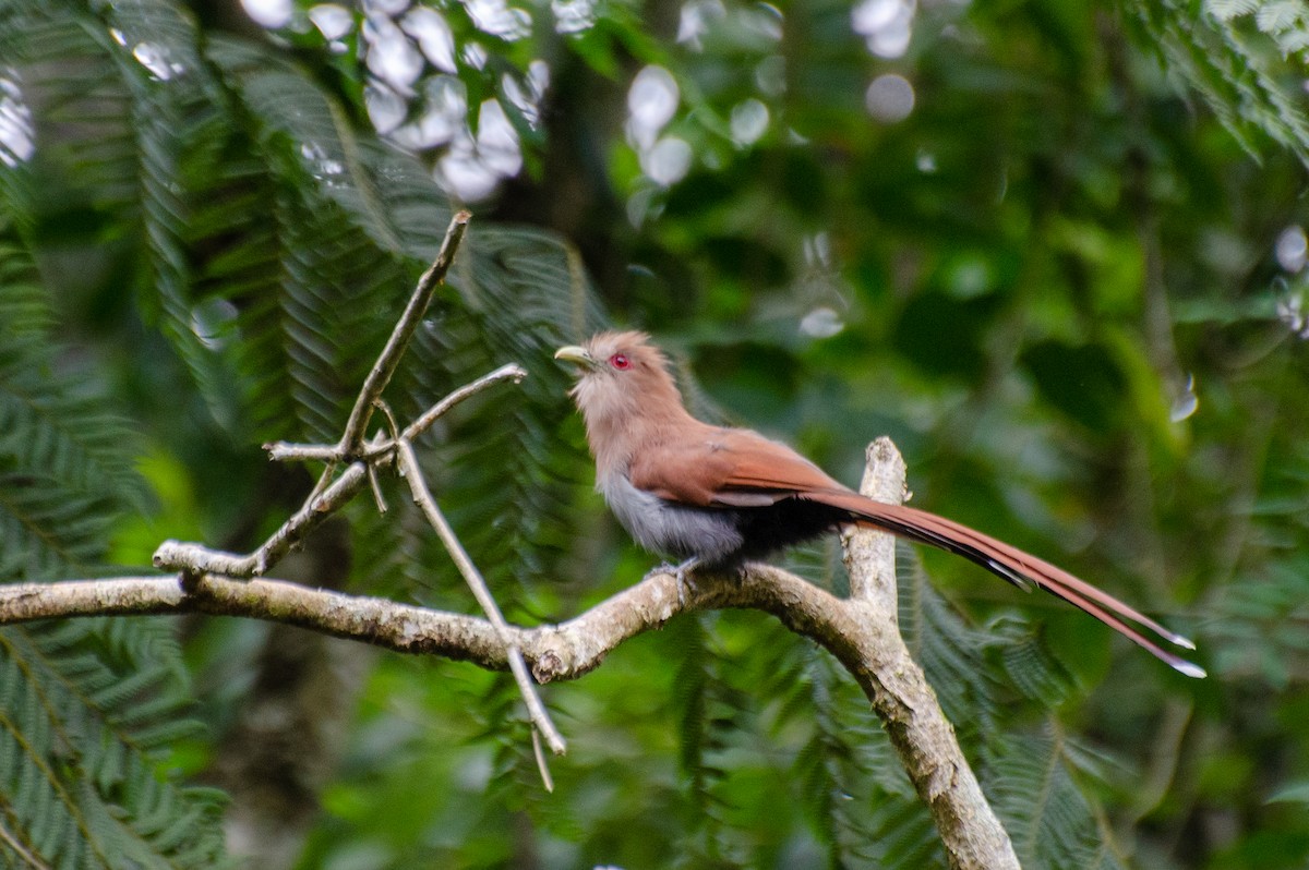 Squirrel Cuckoo - Marcos Eugênio Birding Guide