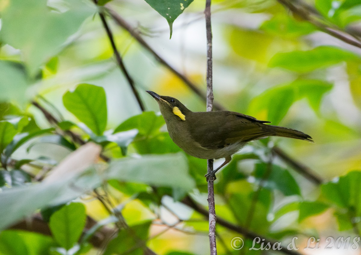 Puff-backed Honeyeater - Lisa & Li Li