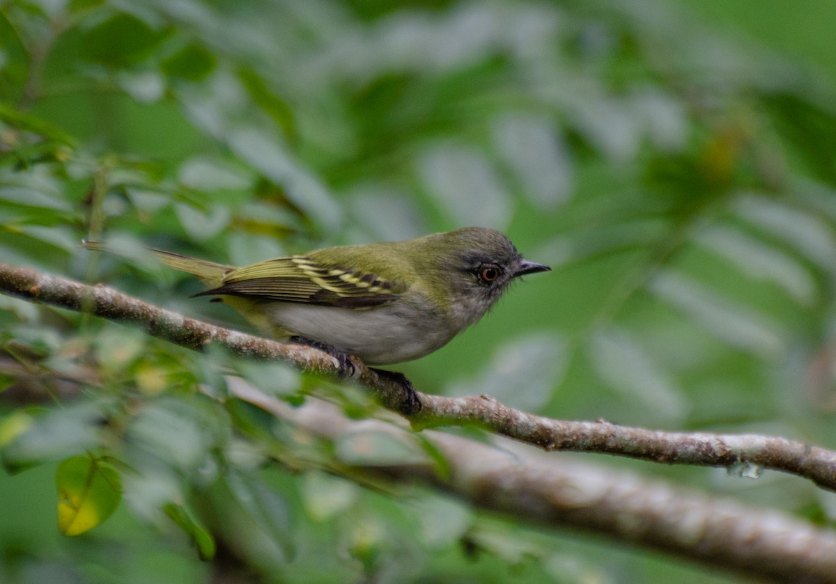 Gray-headed Elaenia - Marcos Eugênio Birding Guide