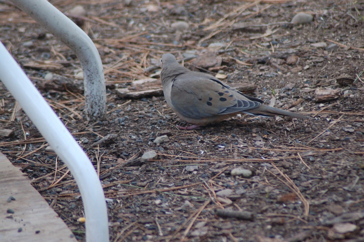 Mourning Dove - ML25514171