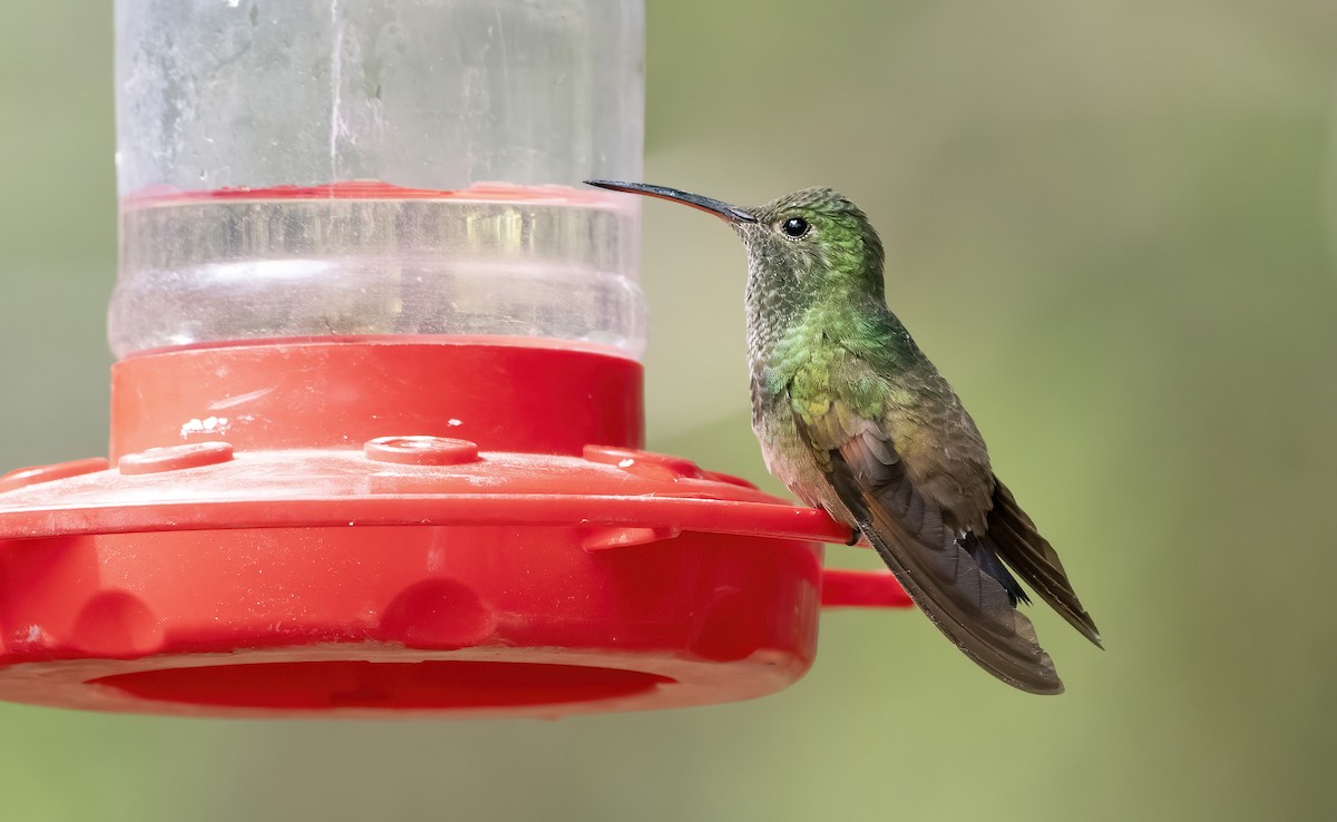Berylline Hummingbird - Marky Mutchler