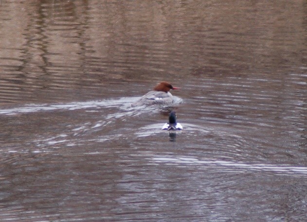 Common Merganser - ML25514291