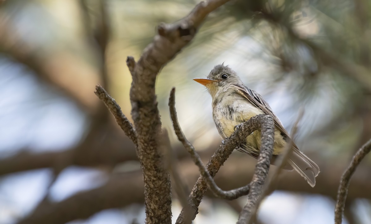 Greater Pewee - ML255142951