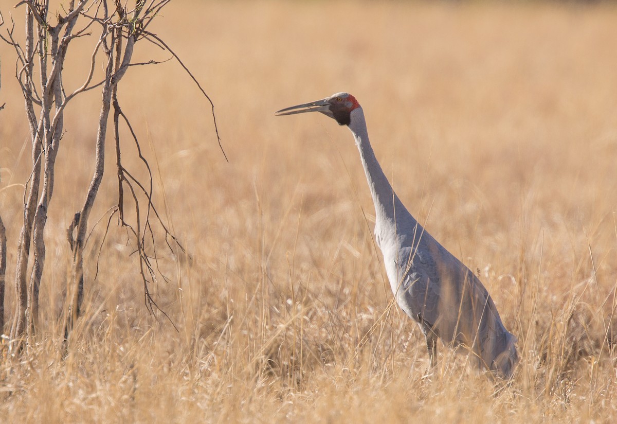 Brolga - ML255143071