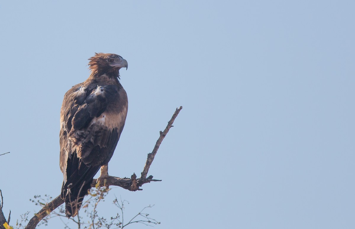 Wedge-tailed Eagle - ML255143111