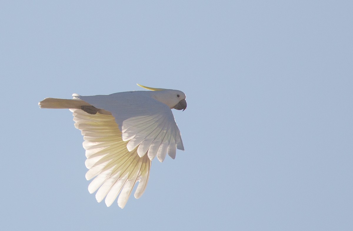 Sulphur-crested Cockatoo - Geoff Dennis