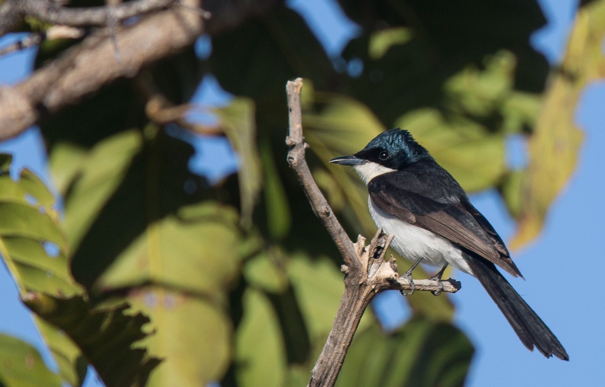 Paperbark Flycatcher - ML255143191