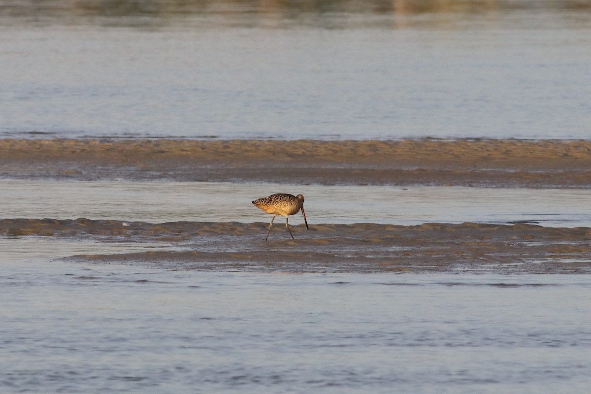 Marbled Godwit - ML255143301