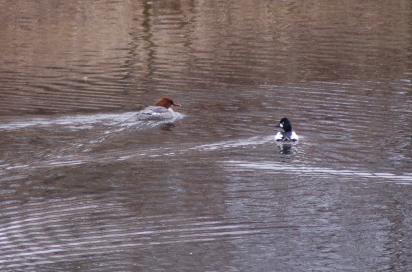 Common/Barrow's Goldeneye - ML25514331