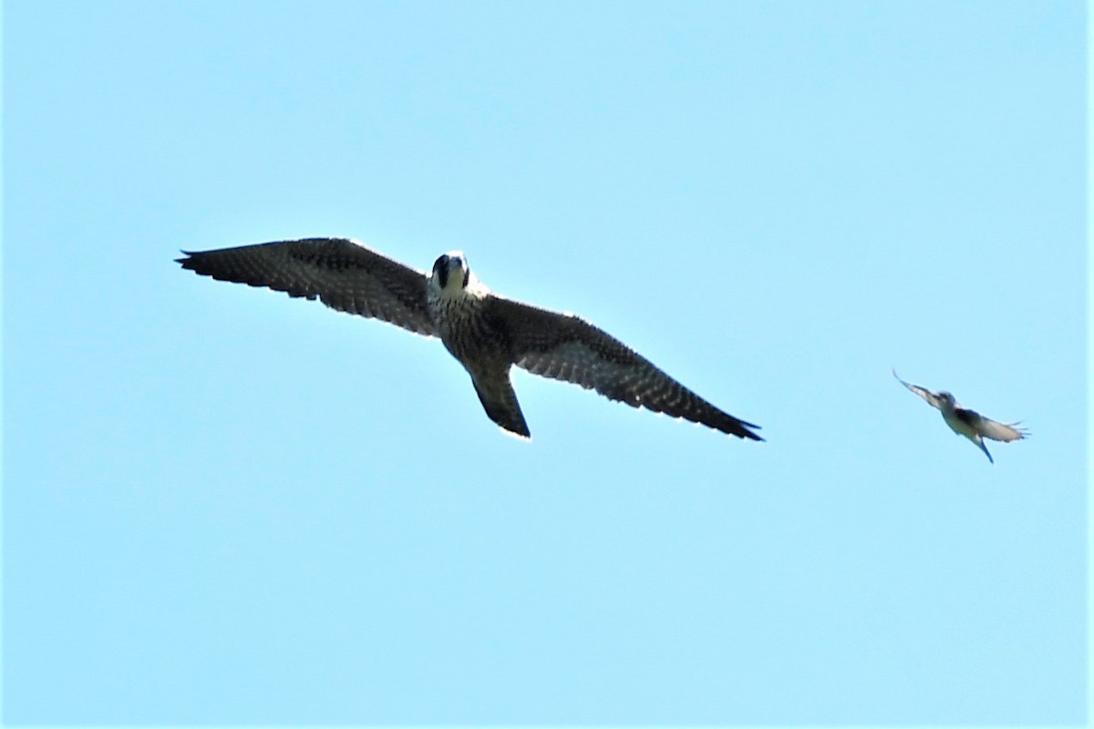 Peregrine Falcon - ML255143421