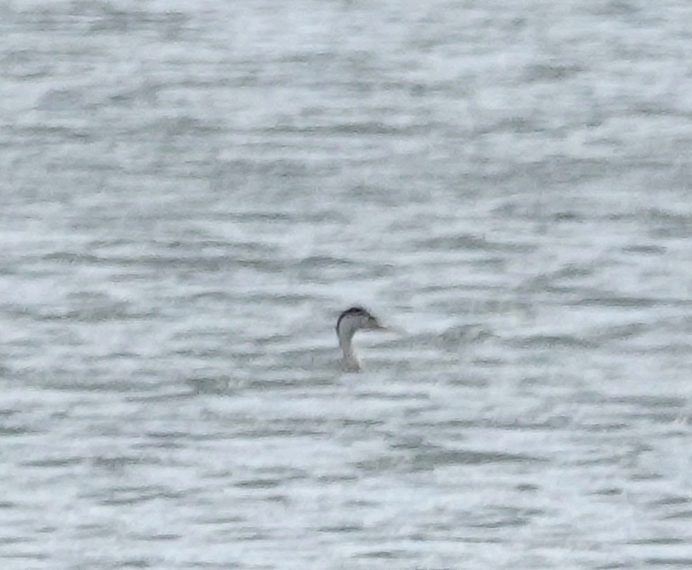 Clark's Grebe - ML255145221