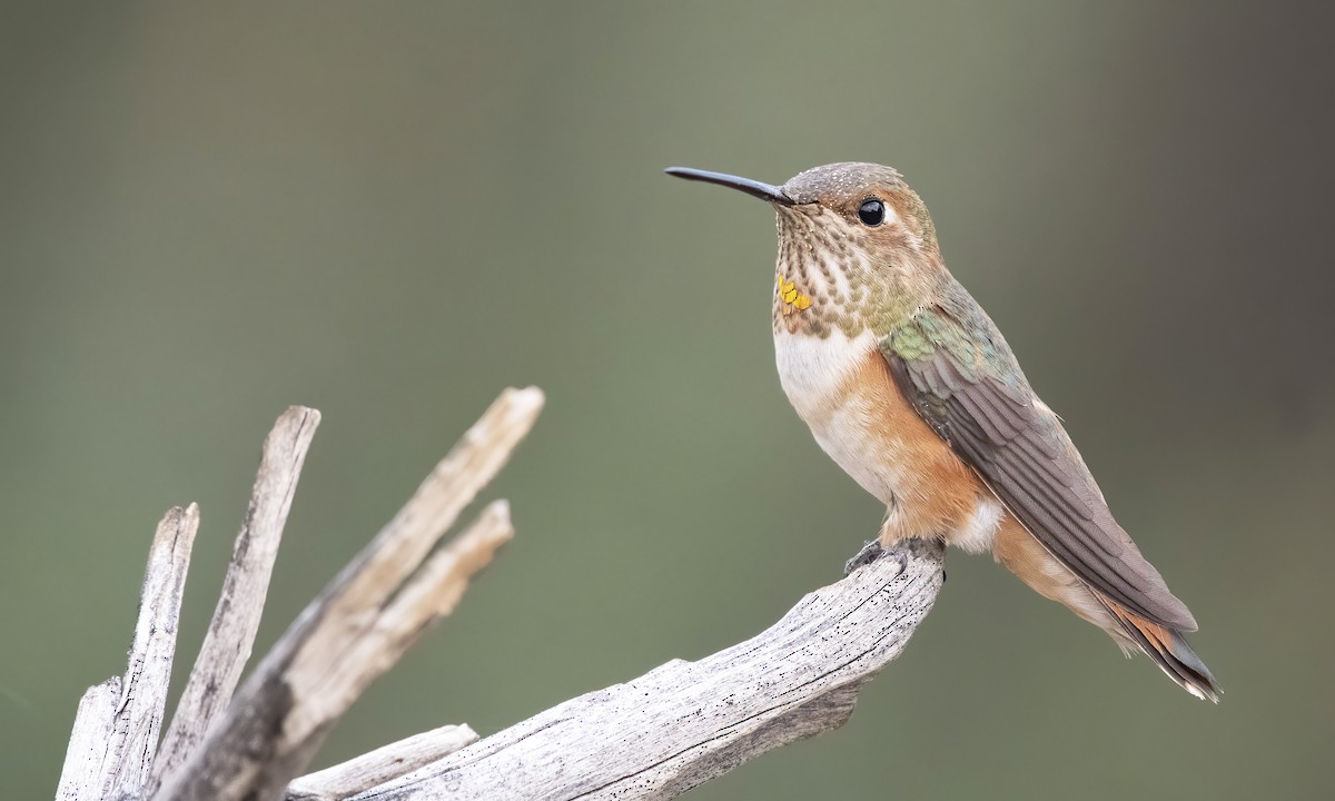 Rufous Hummingbird - ML255145261