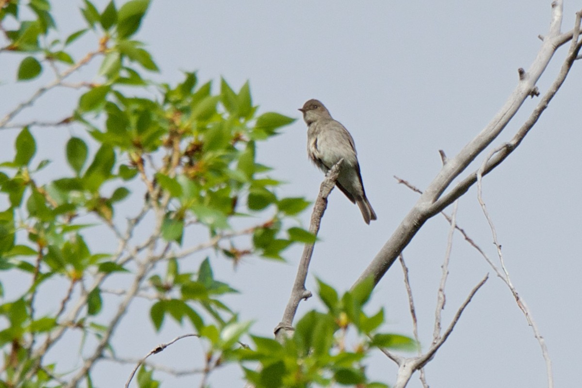 Northern Rough-winged Swallow - ML255145351