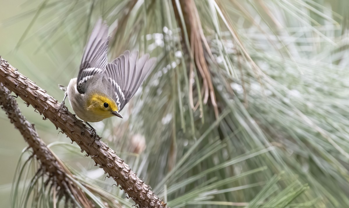 Hermit Warbler - ML255145581