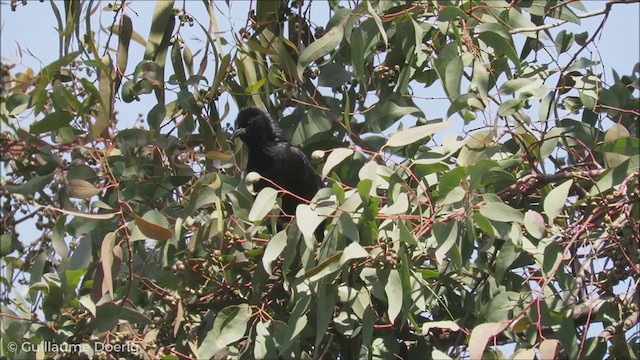 Austral Blackbird - ML255145591