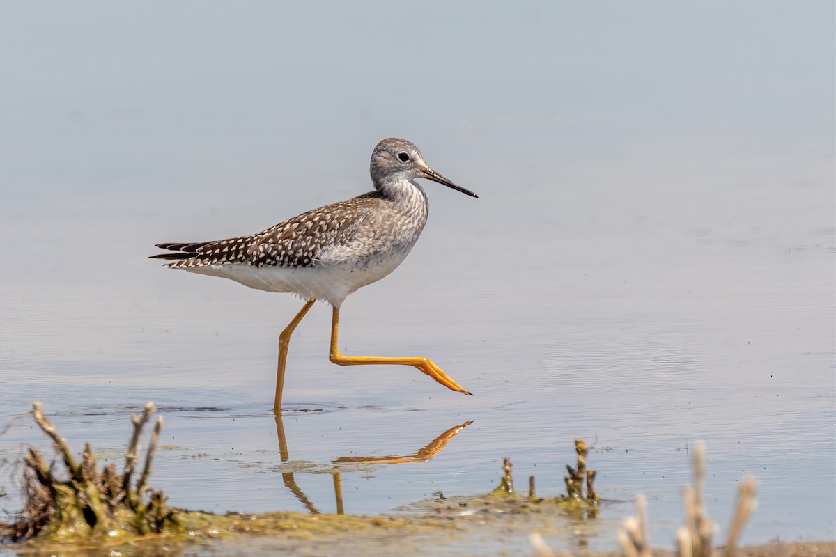 Lesser Yellowlegs - Ken Drozd