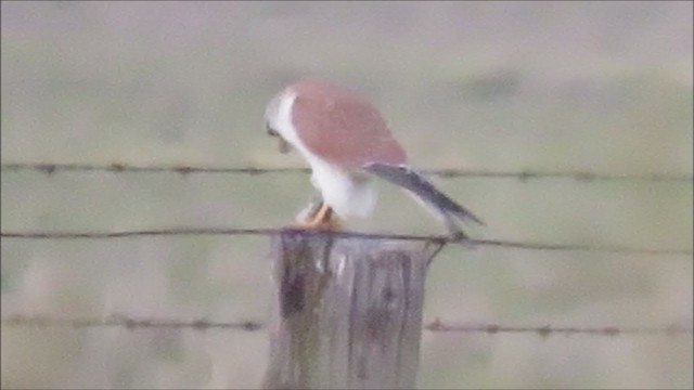 Nankeen Kestrel - ML255147681