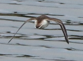 Semipalmated Plover - ML255147691