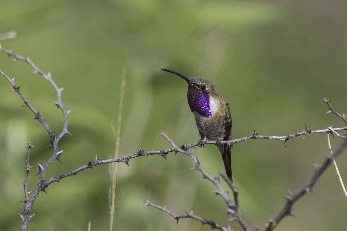 Luzifersternkolibri - ML255148351