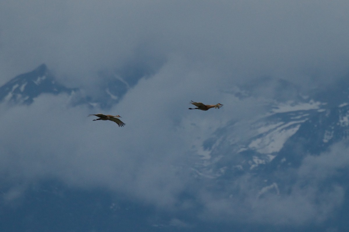 Sandhill Crane - ML255149351