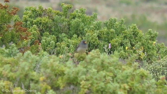 Band-tailed Sierra Finch - ML255152331