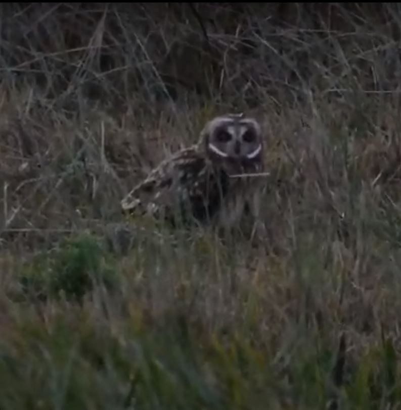 Short-eared Owl - ML255153721
