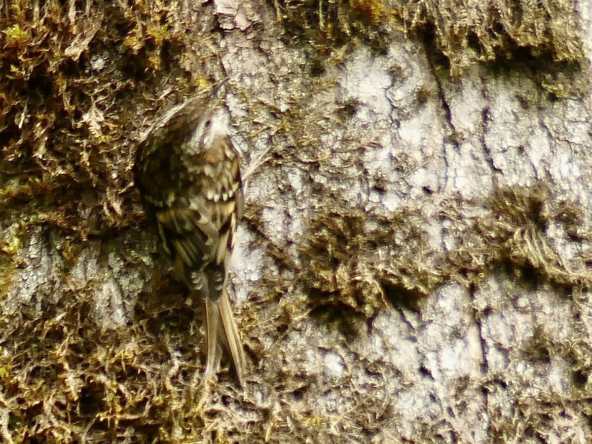 Brown Creeper - ML255154171