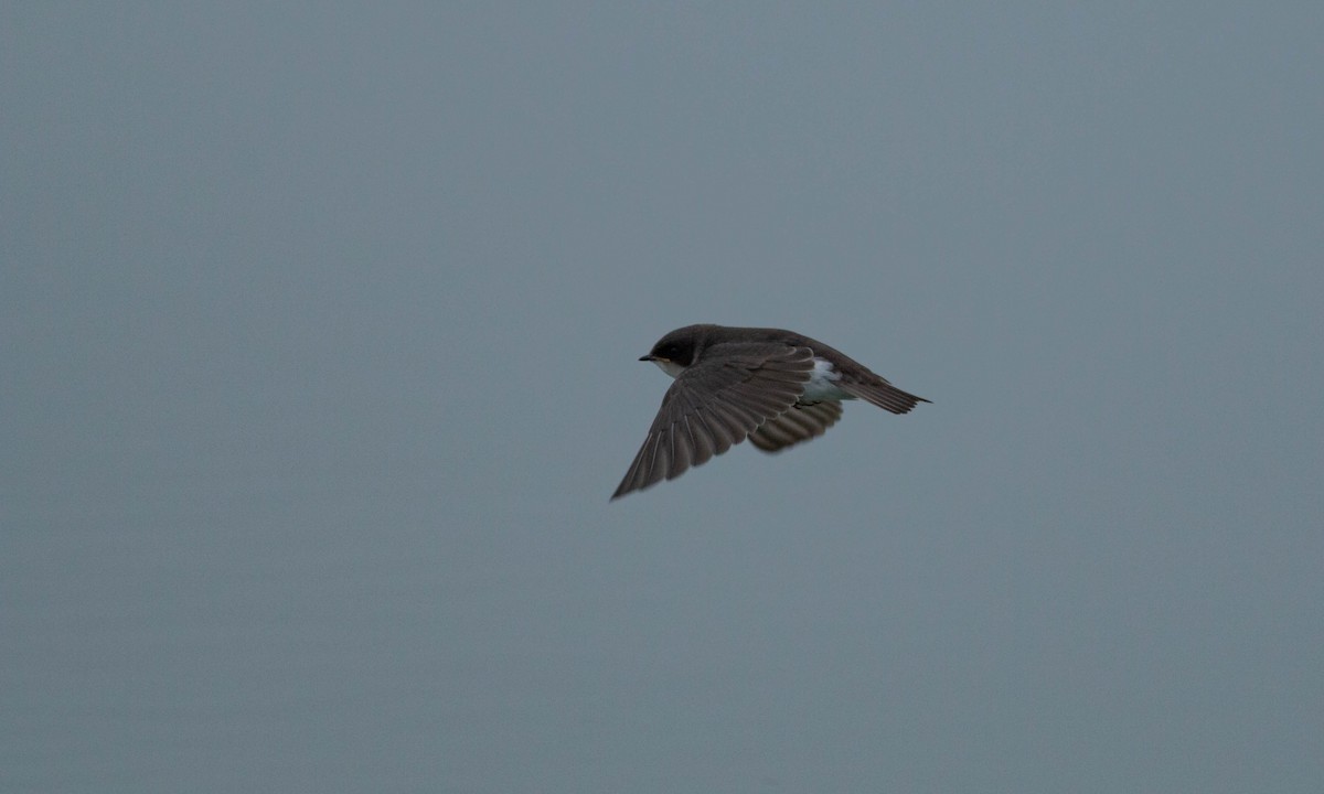 Tree Swallow - Paul Fenwick