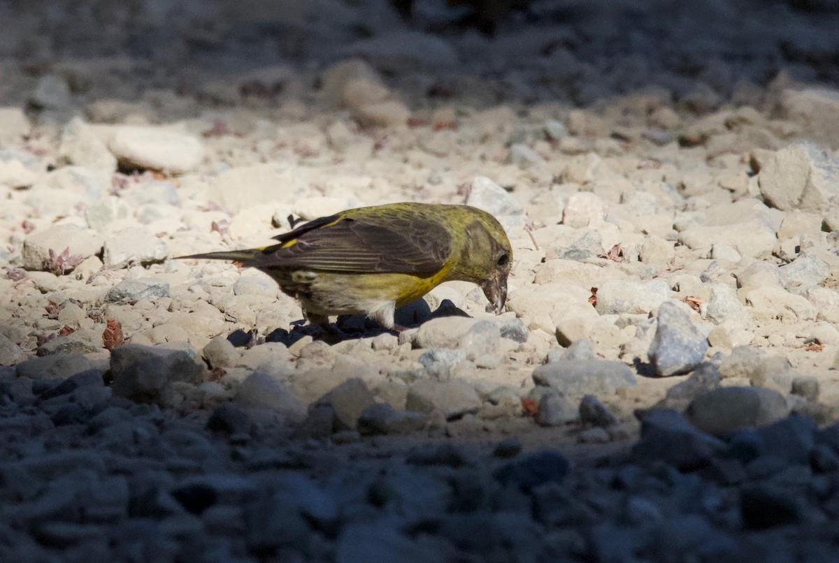 Red Crossbill (Western Hemlock or type 3) - ML255155671