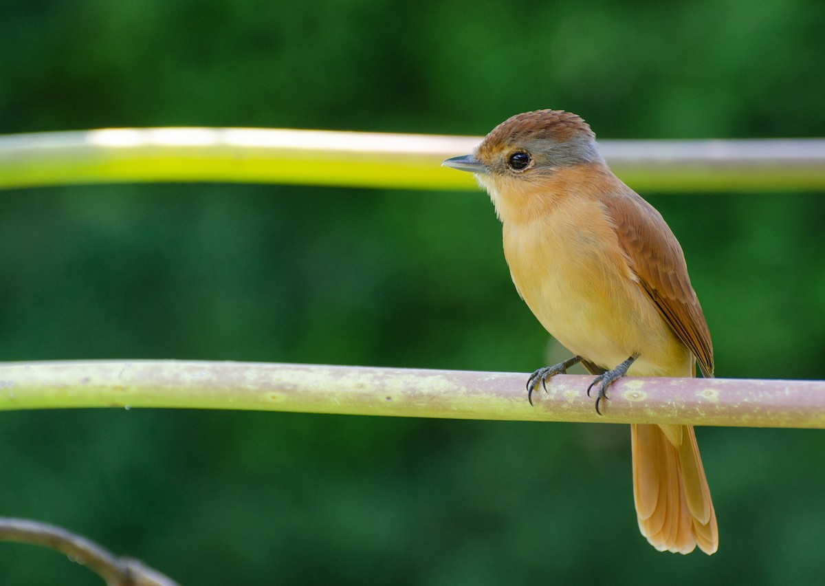 Chestnut-crowned Becard - Marcos Eugênio Birding Guide