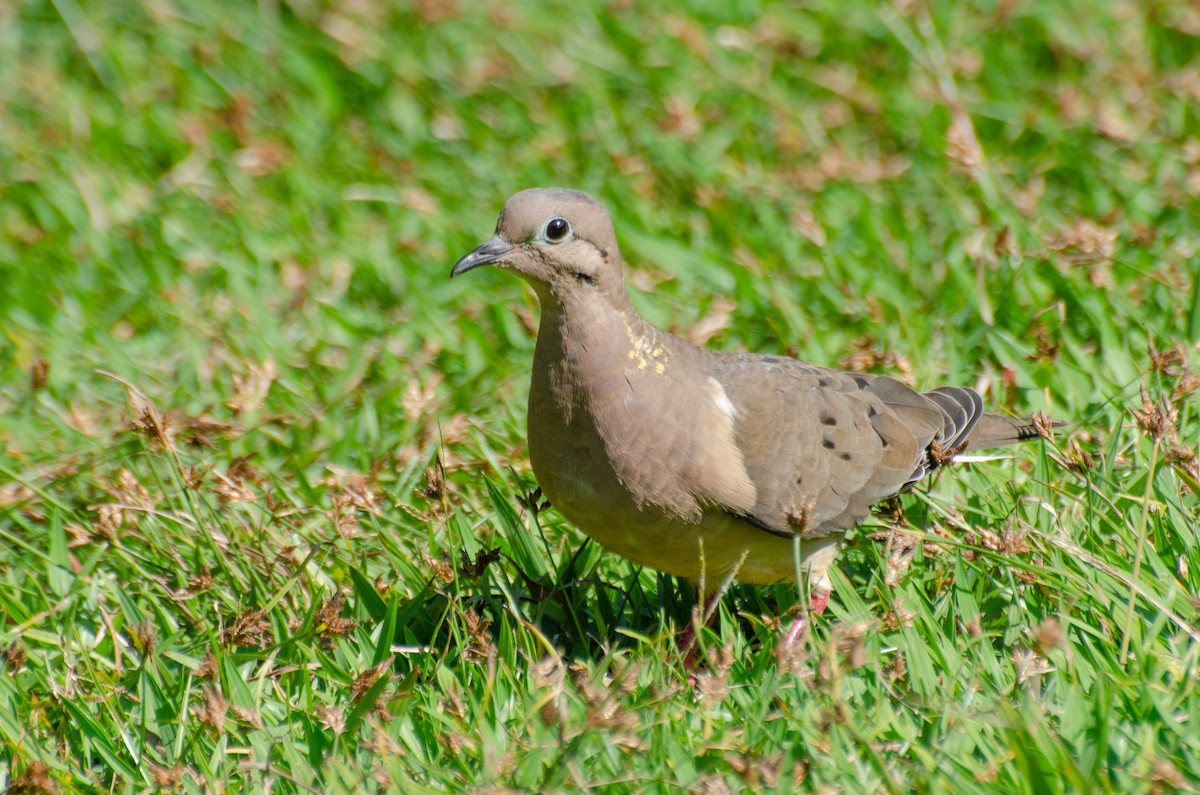 Eared Dove - Marcos Eugênio Birding Guide