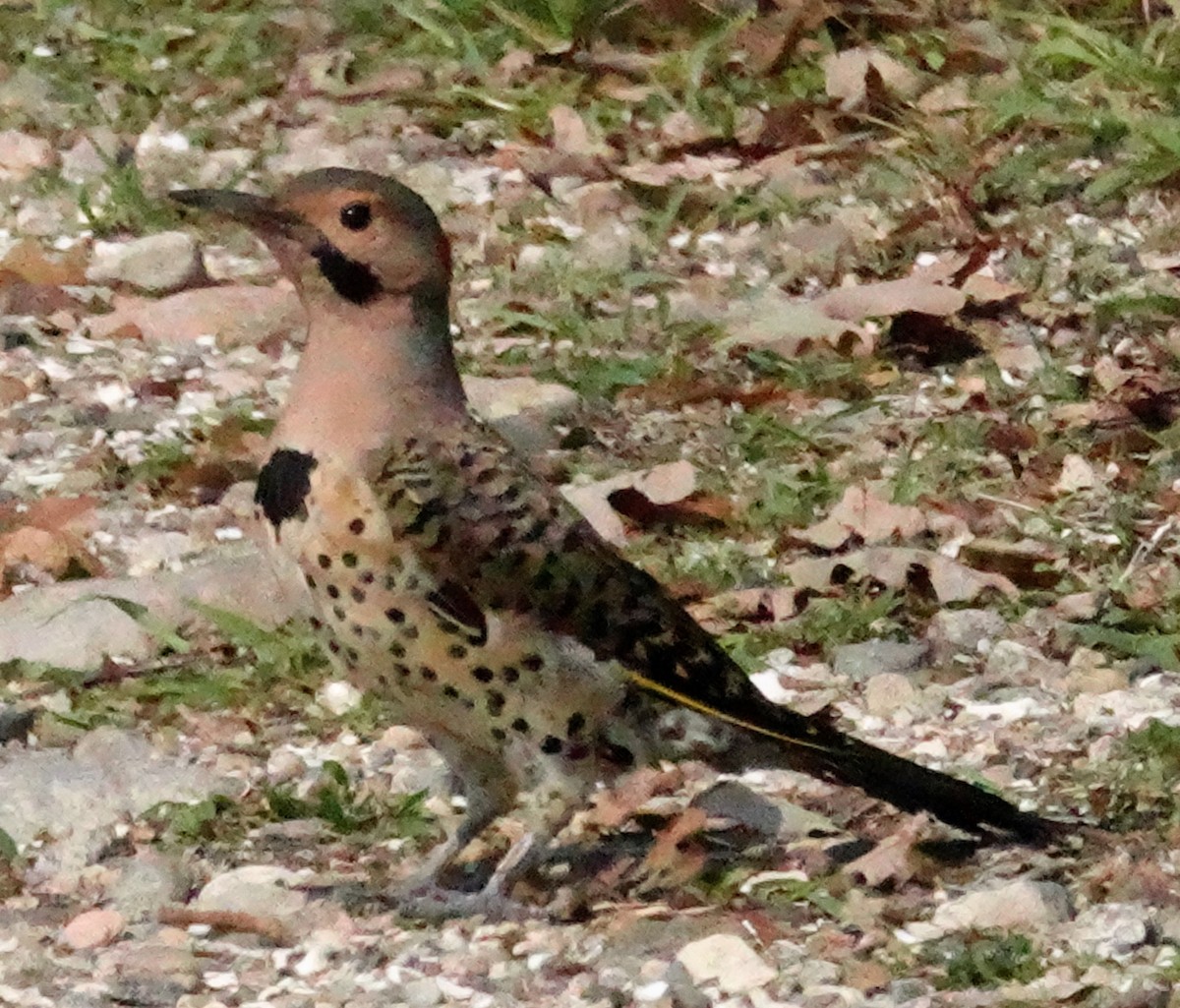 Northern Flicker - ML255158251