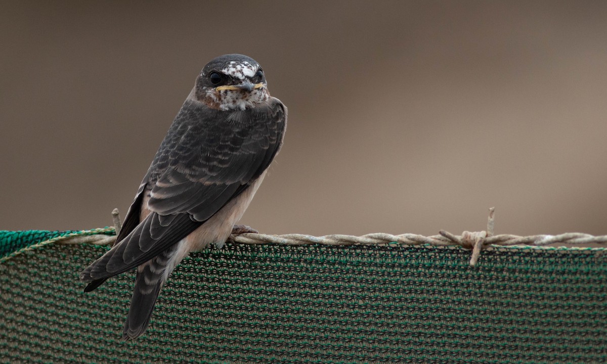 Cliff Swallow (pyrrhonota Group) - Paul Fenwick