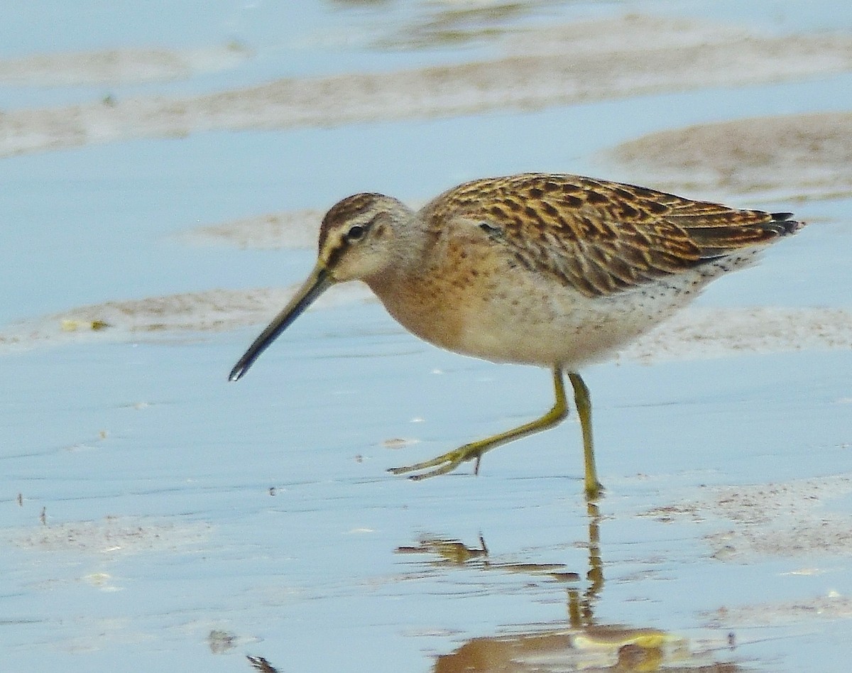 Short-billed Dowitcher - Robert Lange