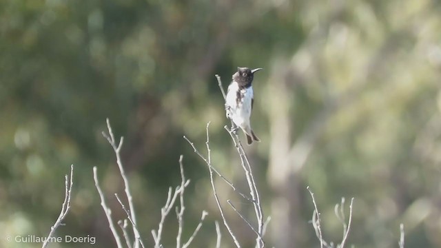 Black Honeyeater - ML255160221