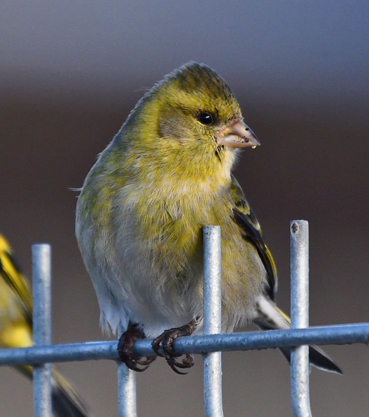 Black-chinned Siskin - Ricardo  Matus