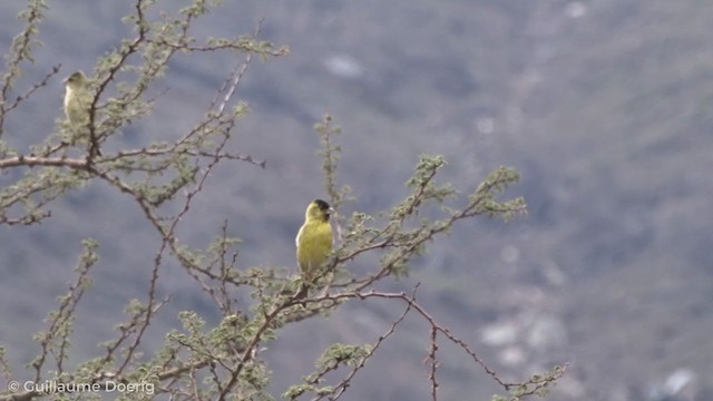 Black-chinned Siskin - ML255161071