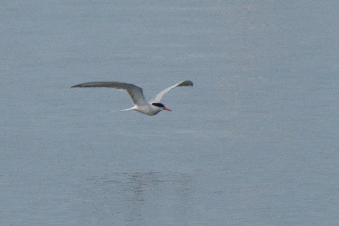 Common Tern - ML255161181