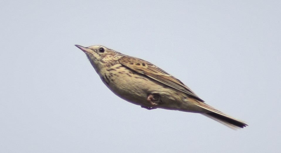 Yellowish Pipit - ML255162431