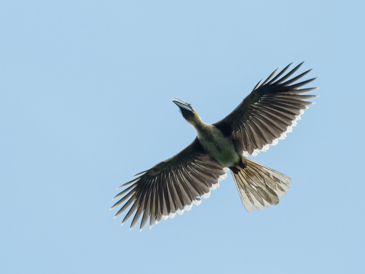 Rufous Hornbill (Southern) - Nick Athanas