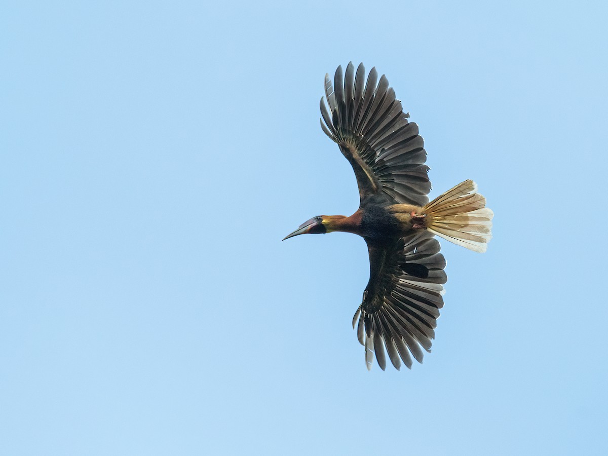 Rufous Hornbill (Southern) - ML255163551